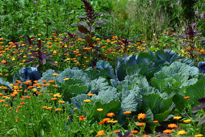 Waldachtaler Gartengemüse